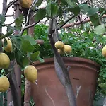 Il Golfo E I Limoni
