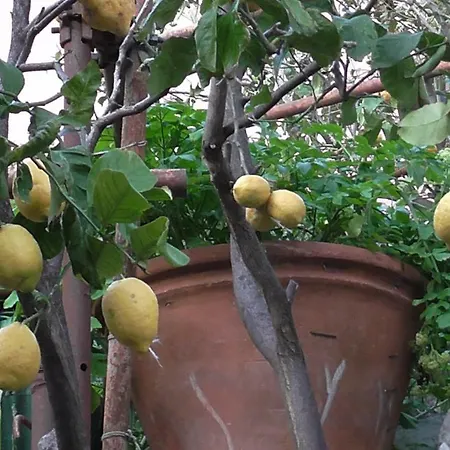 Il Golfo E I Limoni